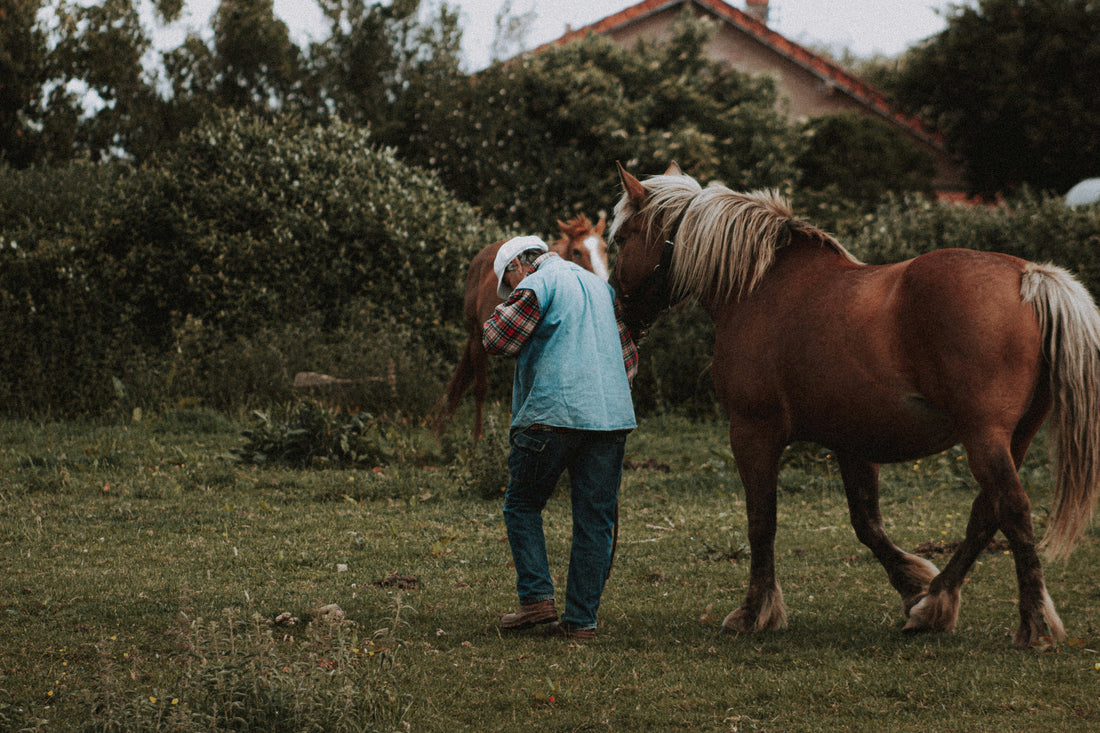 Horses & Gratitude