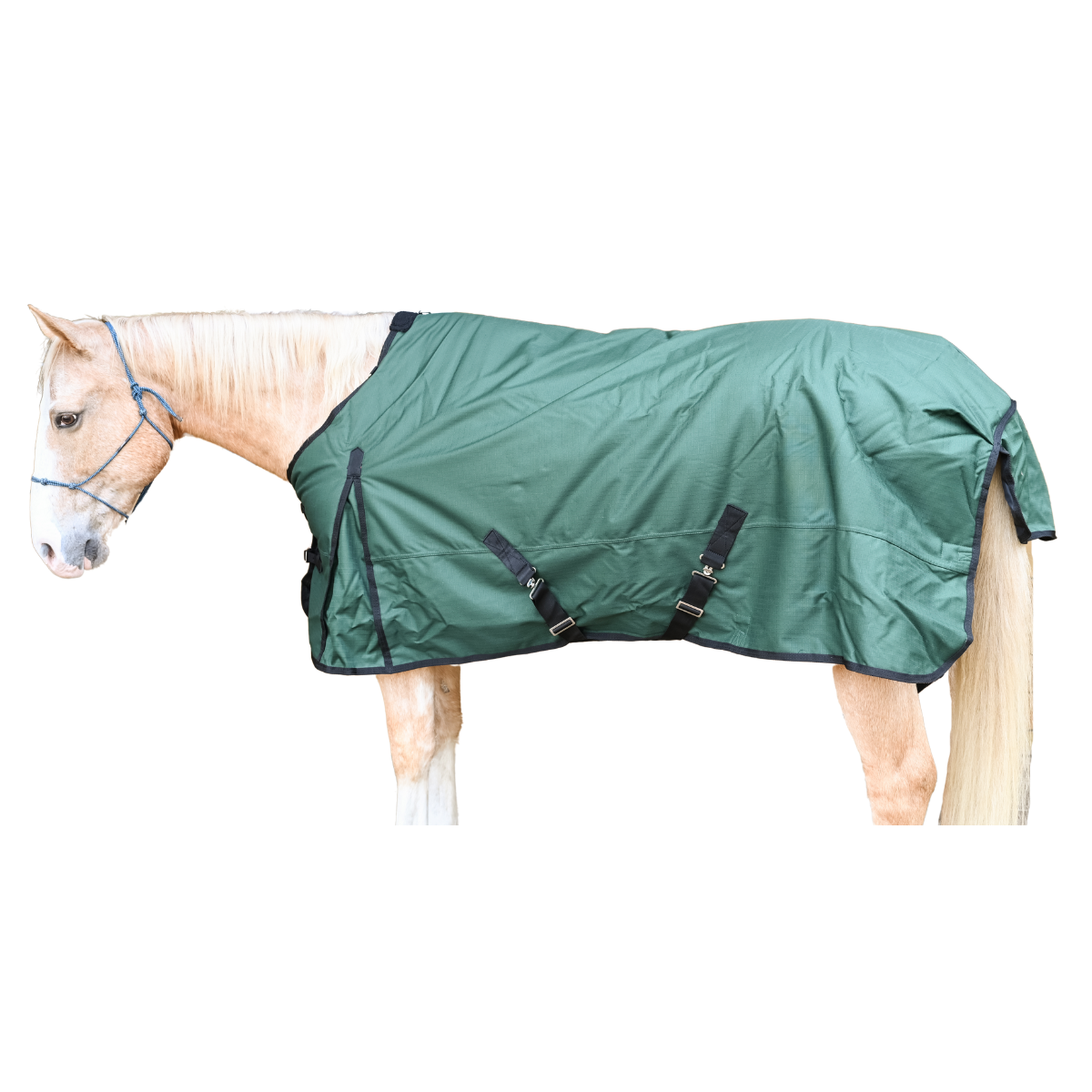 Horse wearing a green waterproof turnout blanket on a white background